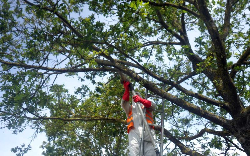 Unser Arbeiter im Einsatz gegen EPS Eichenprozessionsspinner